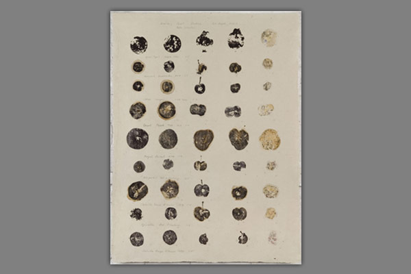 <br />
<font color=#bdbdb6 face=Verdana><strong>Apples and Pears II	</strong><br />
Direct print and plant stain series.<br />
 From ancient apple and pear collection Westbury Court Gardens, Gloucestershire - <em>76 x 57 cm wide - 2006-07</em></font>
