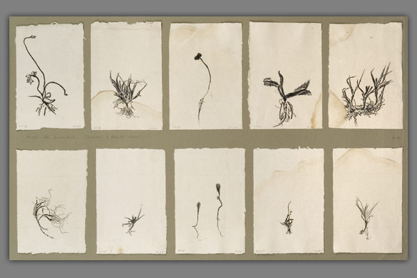 <font color=#bdbdb6 face=Verdana><strong>Herbs</strong> - 5 direct prints from plants collected on Black Hill,  
5 direct prints from plants collected on Monts Livradois.<BR><em>Oil on Indian paper.  62.5 x 93.5cm wide. framed  - Aug 2005</em></font>