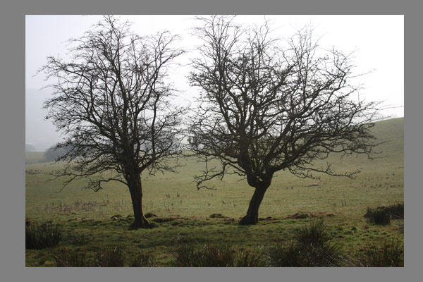 <font color=#bdbdb6 face=Verdana><strong>Brecon series</strong></font>