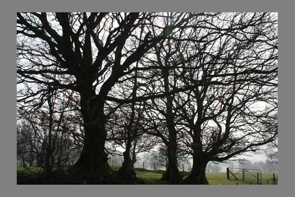 <font color=#bdbdb6 face=Verdana><strong>Brecon series</strong></font>